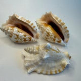 Strombus Sinatus, 3.5-4"- large, orchid conch shell, gorgeous purple mouth strombus sinatus shell with a wavy, wide flaring aperture lip.