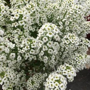50+ seeds lovely Unique white Alyssum Seeds