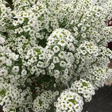 50+ seeds lovely Unique white Alyssum Seeds