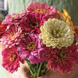 25+ seeds / State Fair Mix Flower Seeds / Cottage Garden Zinnia Seeds / Flower Seeds / Zinnia Elegans / Summer Flower / (141)
