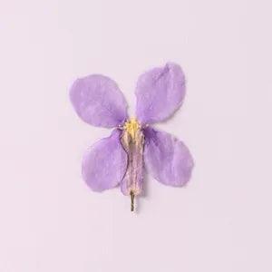 12PCS Real Pressed Dry Flower, sweet purple Flower for art craft FSS12