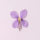 12PCS Real Pressed Dry Flower, sweet purple Flower for art craft FSS12