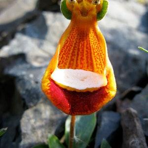50Pcs Happy Alien (Calceolaria Uniflora) Flower Seeds (No Tracking#)