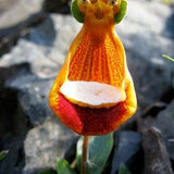 50Pcs Happy Alien (Calceolaria Uniflora) Flower Seeds (No Tracking#)