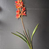 Artificial Cymbidium Orchid plant with roots Cinnabar
