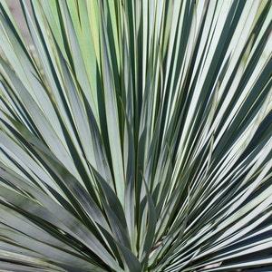 ADAM??S NEEDLE YUCCA Seeds - Yucca Filamentosa aka Truck of Happiness or the Tree of Happiness - Succullent Garden Perennial - Yucca Seeds