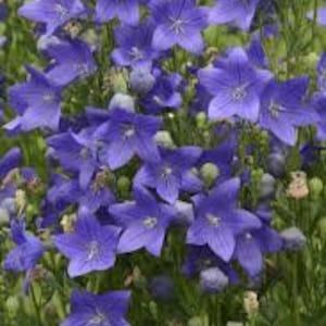 Blue Balloon Flower seeds 10 count