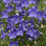 Blue Balloon Flower seeds 10 count