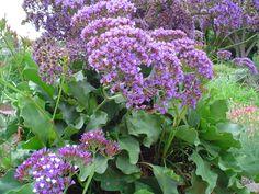 How to Separate or Propagate Limonium Perezii aka: Statice? Flower Delivery