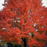 20 Seeds-Red Maple Tree Seeds- Acer Rubrum-Soft Maple-Swamp Maple Tree-Water Maple Tree--Trident Red Maple- J059