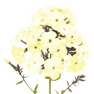 Yellow Phlox Drummondi 100+ Seeds