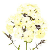 Yellow Phlox Drummondi 100+ Seeds
