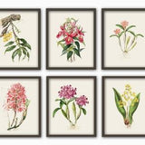 Set of 6 Orchid Print Botanical Flowers Illustration Art Floral Collection Print Wall Art Decor