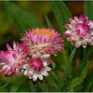 Strawflower King Size raspberry rose seed 50