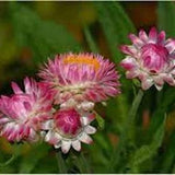 Strawflower King Size raspberry rose seed 50