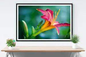 Amazing Pink & Yellow Lily Flower Photograph PREMIUM POSTER Choose your Size