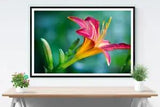 Amazing Pink & Yellow Lily Flower Photograph PREMIUM POSTER Choose your Size