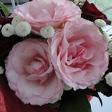 pink roses  seeds -Ludovicum XIV roses seeds -20 seeds- code 266