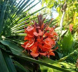 Hedychium Deceptum (Rubrum) 8 Seeds, Cold Hardy Red Ginger Lily