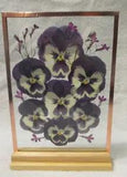 Dried Pressed Pansies in Floating Glass Frame: 5" x 7"