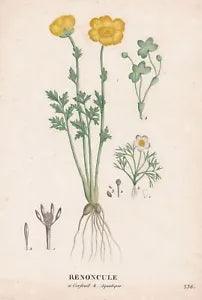 Ranunculus flower botanic engraving engraving Saint-Hilaire