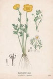 Ranunculus flower botanic engraving engraving Saint-Hilaire