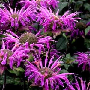 LEMON MINT BERGAMOT Monarda 'Bergamo' Purple Beebalm Horsemint Citriodora Pollinator Butterfly 20 Seeds