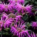 LEMON MINT BERGAMOT Monarda 'Bergamo' Purple Beebalm Horsemint Citriodora Pollinator Butterfly 20 Seeds