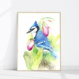 Blue Jay and Lady's Slippers  print - official bird and flower for PEI Canada