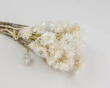 Dried Flower Everlasting Flowers Natural Helichrysum Single Bunch   Natural