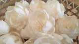 20 Peony w/pollen Dia 5CM Sola Wood Flowers Diffuser Reeds Rattan Sticks Crafts