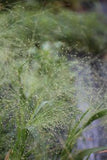 Unique Grasses to Use in Floral Design??And How to Grow Them Flower Delivery