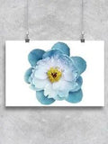 Turquoise Peony Flower. Poster -Image by Shutterstock