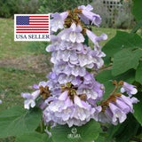 Paulownia fortunei | Dragon Tree | Fortunes Empress | Sapphire | 500_Seeds