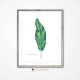 Banana Leaf Print, Botanical Watercolor, Tropical Home Decor, Musa Acuminata Scientific Print, Banana Leaf Botanical, Green Plant Wall Art