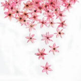 12PCS real Pressed Tiny Chives Flower, 5 colors dyed available FHT05