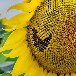 Summer Yellow Sunflower Closeup Detail of Seed Heart Canvas Photograph Wall Art Print