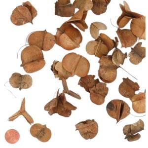 Windy Pod - Lagerseromeia Parviflora Seed Pod - Terrarium Accessory - Natural Dried Fruit and Seed Pods