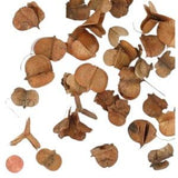 Windy Pod - Lagerseromeia Parviflora Seed Pod - Terrarium Accessory - Natural Dried Fruit and Seed Pods