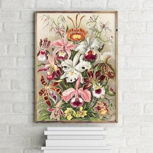 Denusblumen Orchids Vintage Illustration, Retro Wall Art Print