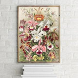 Denusblumen Orchids Vintage Illustration, Retro Wall Art Print