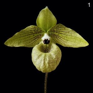 Paphiopedilum Orchid Malipoense Orchid Print Malipoense Orchid Photo Malipoense Orchid Picture Malipoense Orchid Poster Orchid Wall Art