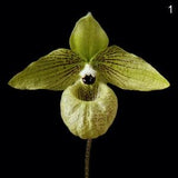 Paphiopedilum Orchid Malipoense Orchid Print Malipoense Orchid Photo Malipoense Orchid Picture Malipoense Orchid Poster Orchid Wall Art