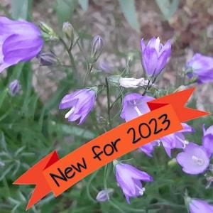 Harebell seeds