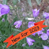 Harebell seeds