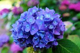 Busan Destinations: Enjoy the Smells and Scenery at the Taejongsa Temple Hydrangea Festival Flower Delivery