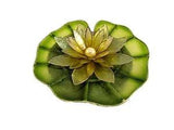 Lotus Flower Lily - Pearl - Manila Daffodil Yellow - FREE GIFT WRAPPING
