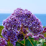 Sea Lavender Flower Seeds - Grow Beautiful Flowers Indoors, Outdoors, In Pots, Grow Beds, Soil, Hydroponics & Aquaponics