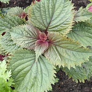 Hojiso Perilla seeds (Red and Green). Japanese Perilla. Mint Herb Vegetable. Easy to grow asian vegetable seeds