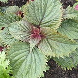 Hojiso Perilla seeds (Red and Green). Japanese Perilla. Mint Herb Vegetable. Easy to grow asian vegetable seeds